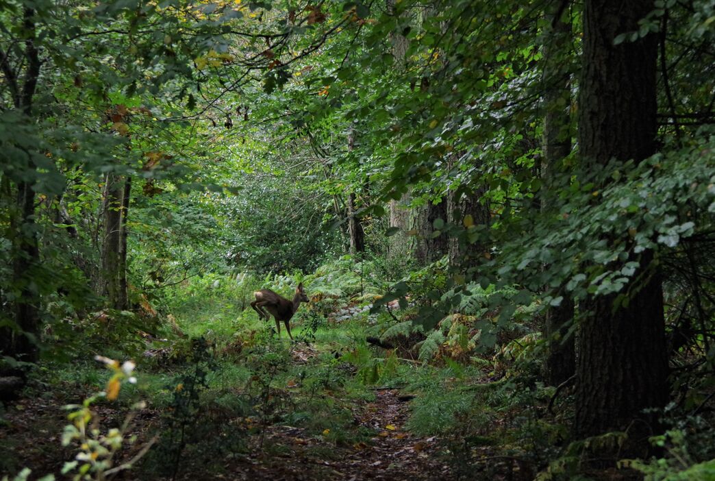 BBOWT Photography Competition - 2022 | Berks Bucks and Oxon Wildlife Trust